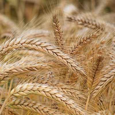 Исследование рынка оборудования для обработки зерновых культур
