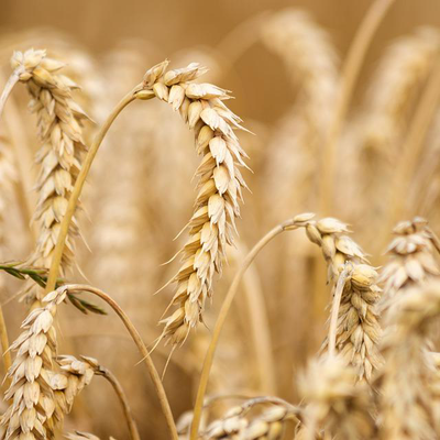 Анализ рынка пшеницы в России